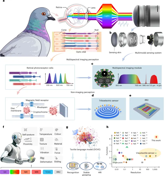 SuperTac: Biomimetic Multimodal Tactile Sensing for Robots