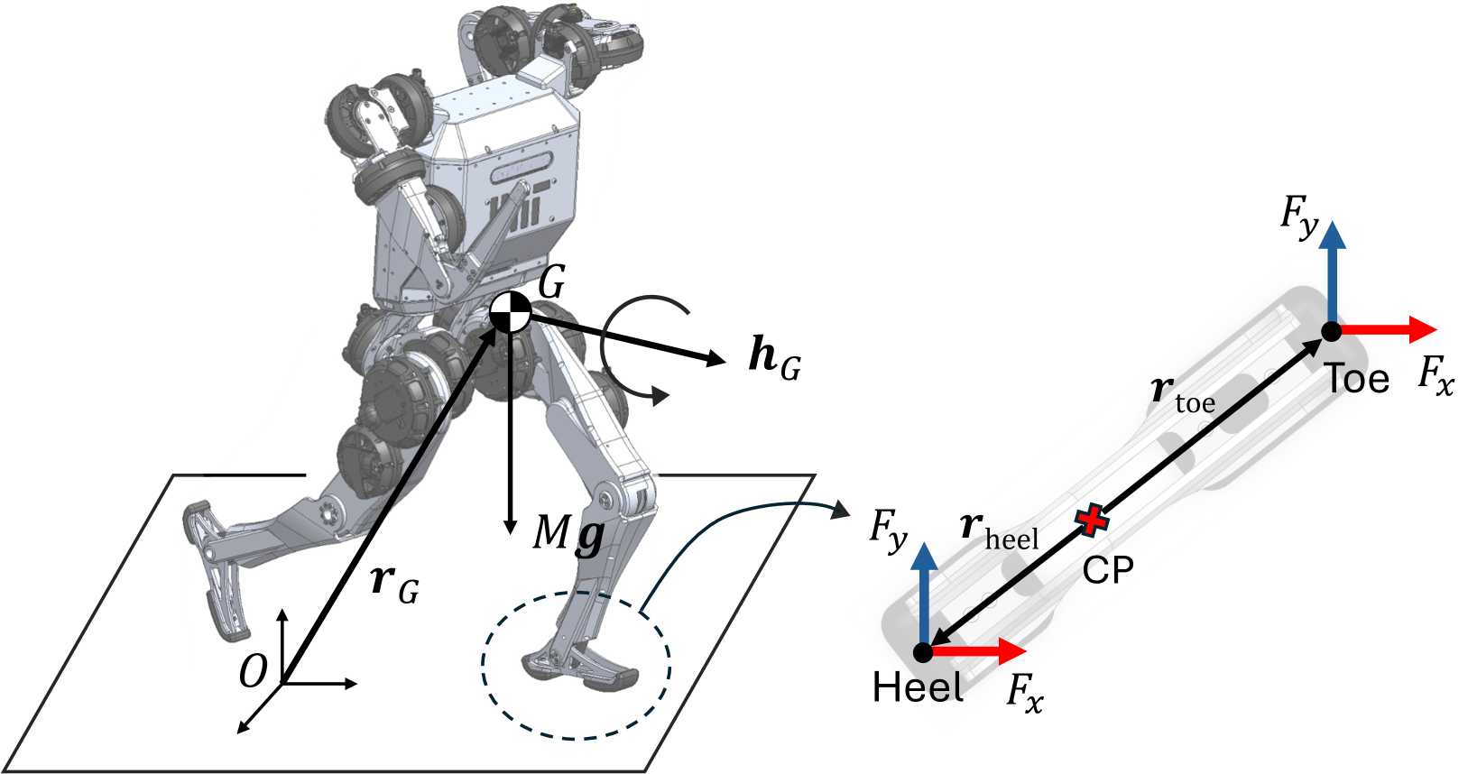 Learning Humanoid Arm Motion via Centroidal Momentum Regularized Multi-Agent Reinforcement Learning