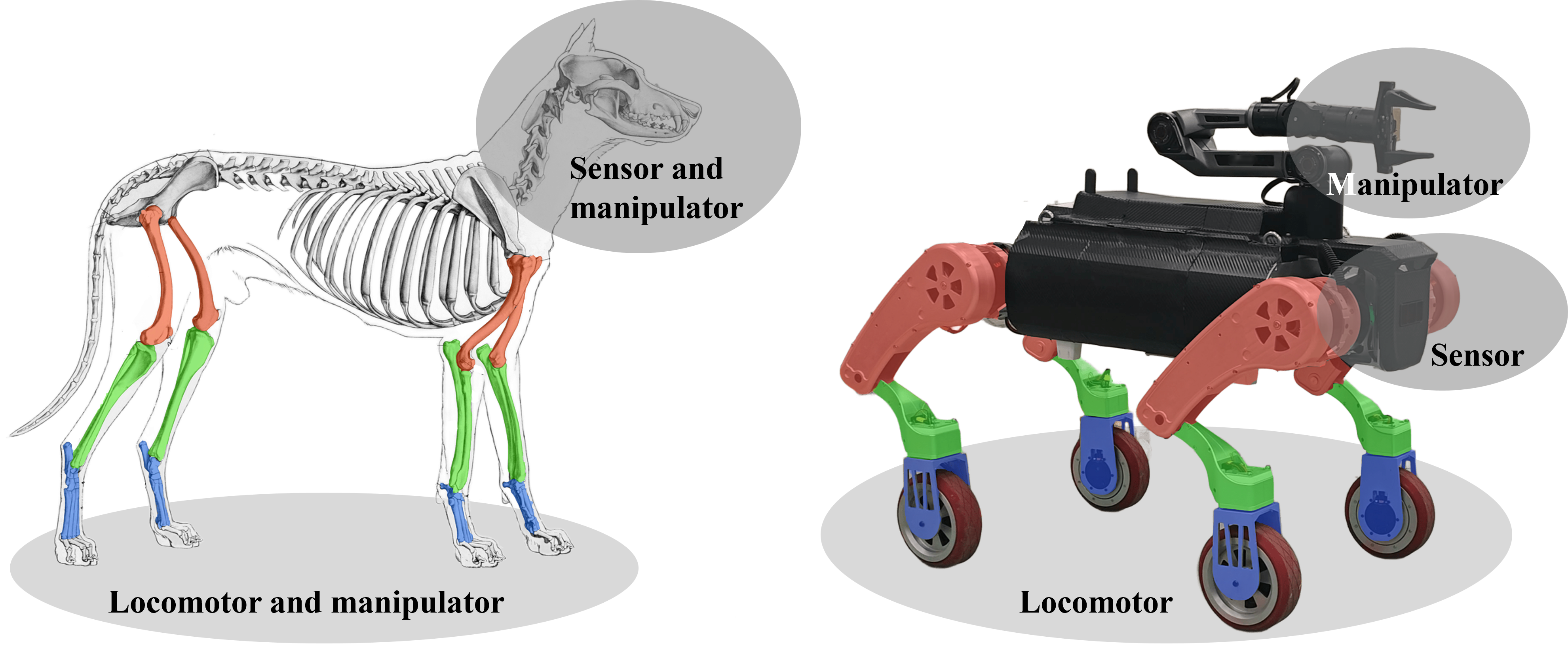 Whole-body Motion Control of an Omnidirectional Wheel-Legged Mobile Manipulator via Contact-Aware Dynamic Optimization