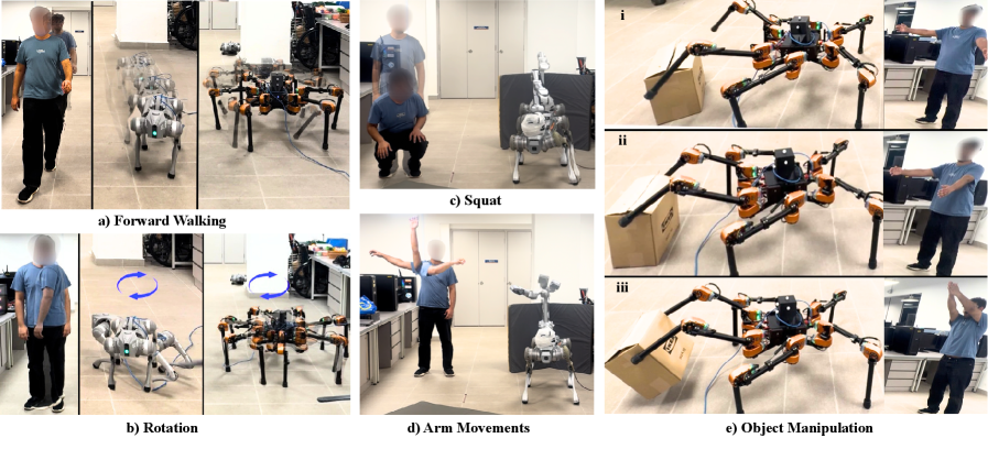 X-Morph: Human Motion Priors for Scalable Robot Learning Across Morphologies