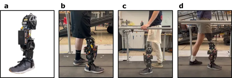 A Replay-Constrained Simulation Framework for Personalization of Powered Knee–Ankle Prosthesis Controllers