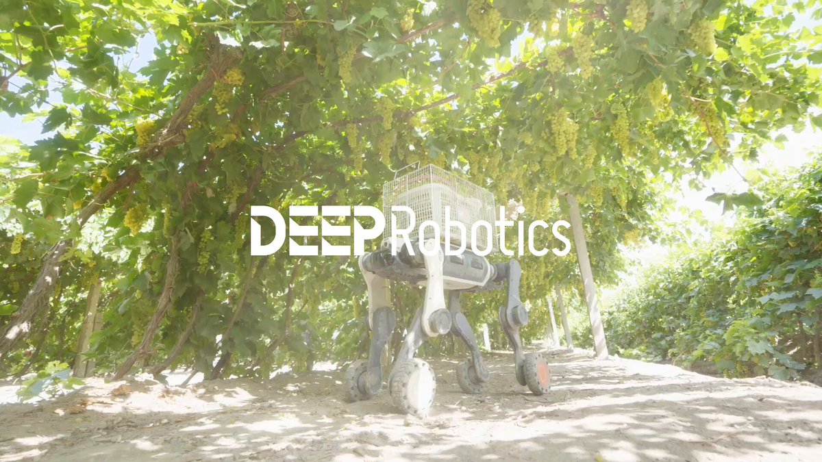 DEEP Robotics Lynx M20S transports fresh grapes in a 50°C vineyard
